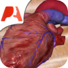 Pocket Heart - インタラクティブ心臓学 - Pocket Anatomy